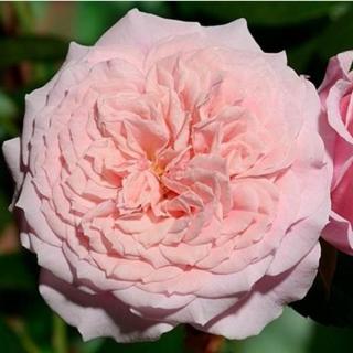 Rosa 'William Christie™' - rózsaszín - nosztalgia rózsa
