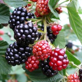 Rubus fruticosus 'Arapaho' - Fekete szeder