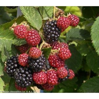 Rubus fruticosus 'Black Satin' - Tüskétlen Fekete szeder