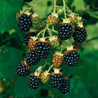 Rubus fruticosus 'Chester' - Fekete szeder