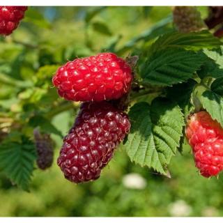 Rubus fruticosus × idaeus 'Buckingham ®' - Szedermálna (tüske nélküli)