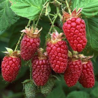 Rubus idaeus 'Glen Ample' – Málna (tüske nélküli)