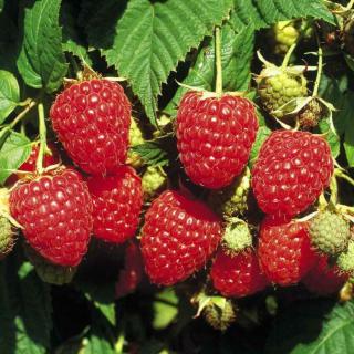 Rubus idaeus 'Himbo Top' - Málna