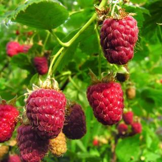 Rubus idaeus 'Ottawa' – Málna