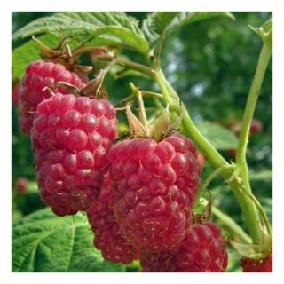 Rubus idaeus 'Polka' – Folytontermő málna (rezisztens)