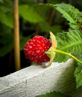 Rubus illecebrosus – Japán szamócamálna