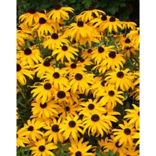 Rudbeckia fulgida 'Goldsturm' - Pompás kúpvirág