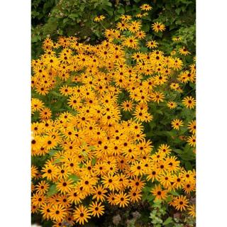 Rudbeckia fulgida var. deamii – Kúpvirág