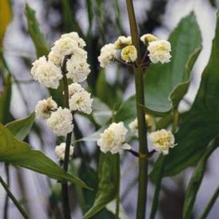 Sagittaria japonica – Széleslevelű nyílfű