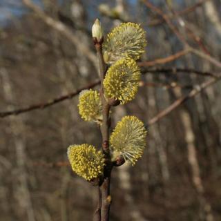 Salix caprea 'Mas' – Barkafűz