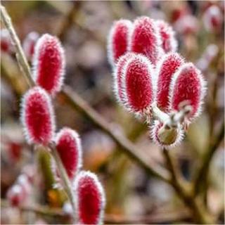 Salix gracilistyla 'Mount Aso' – Magastörzsű rózsaszín fűz