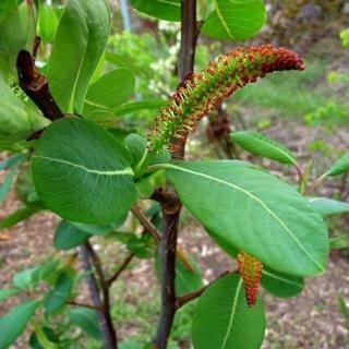 Salix magnifica