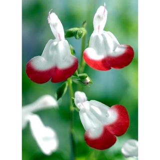Salvia microphylla 'Hot Lips' – Őszi zsálya