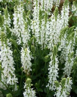 Salvia nemorosa 'Adrian' - Fehér ligeti zsálya