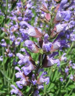 Salvia officinalis - Orvosi zsálya