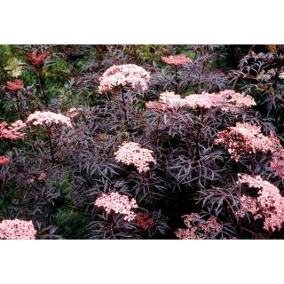 Sambucus nigra 'Black Lace' - Bordó, szeldelt levelű bodza