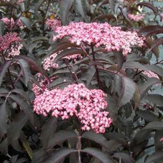 Sambucus nigra f. porphyrophylla 'Blue Sheen' – Fekete díszbodza