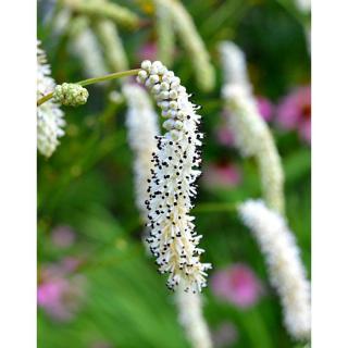 Sanguisorba tenuifolia 'Alba' – Fehér vérfű