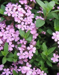 Saponaria ocymoides – Gyepes szappanfű