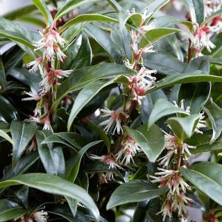 Sarcococca hookeriana humilis 'Winter Gem'® – Bogyóspuszpáng