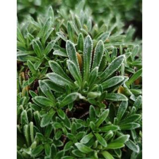 Saxifraga crustata 'Carniolica'– Kőtörőfű