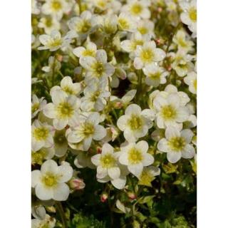 Saxifraga 'Limerock' – Kőtörőfű
