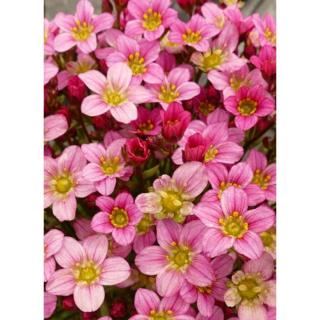 Saxifraga 'Touran Pink' – Kőtörőfű
