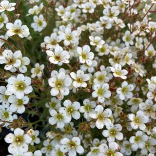 Saxifraga x arendsii 'Pixie White' - Mohalevelű kőtörőfű
