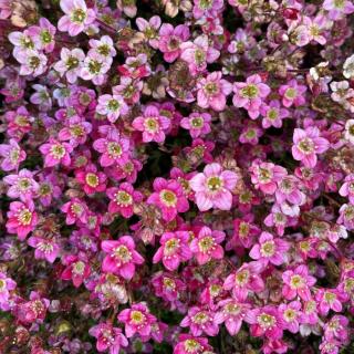 Saxifraga x arendsii 'Rockies F1 Red' – Mohalevelű kőtörőfű