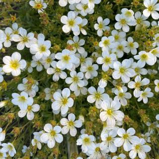 Saxifraga x arendsii 'Touran Large White' - Mohalevelű kőtörőfű