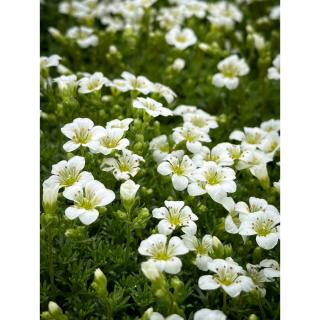 Saxifraga x arendsii 'White Star' – Mohalevelű kőtörőfű