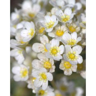 Saxifraga x 'Kath Dryden' – Kőtörőfű