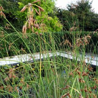 Scirpus lacustris – Tavikáka