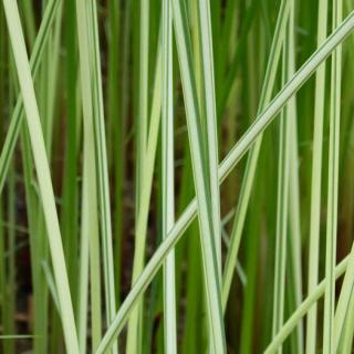 Scirpus tabernaemontani 'Albescens' – Hosszanti csíkos káka