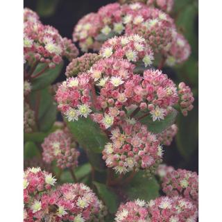 Sedum (Hylotelephium) 'Stewed Rhubarb Mountain' – Varjúháj