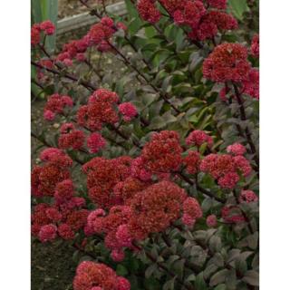 Sedum 'Red Cauli' – Varjúháj