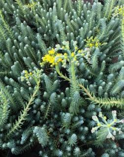 Sedum reflexum 'Blue Spruce' – Kövi varjúháj