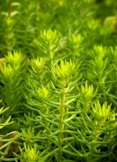 Sedum sediforme 'Gold' – Termetes varjúháj