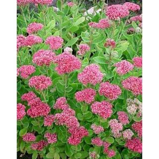 Sedum spectabile 'Brillant' - Pompás varjúháj