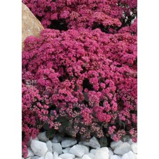 Sedum SunSparkler 'Dazzleberry' – Varjúháj