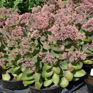 Sedum telephium 'Seduction Pink Passion' (Green-Pink) - Kárpáti (hegyi) varjúháj