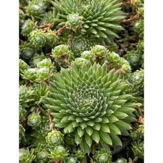 Sempervivum 'Koko Flanel' – Kövirózsa