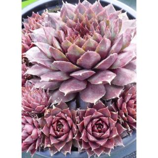 Sempervivum 'Purple Passion' – Kövirózsa