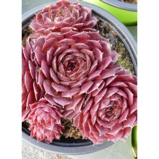 Sempervivum 'Santis' – Kövirózsa