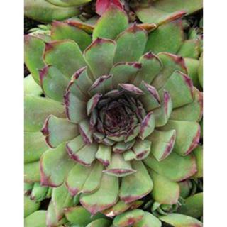 Sempervivum tectorum 'Noir' - Házi kövirózsa