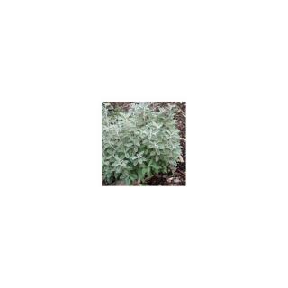 Senecio cineraria 'Drysdale' – Hamvaska