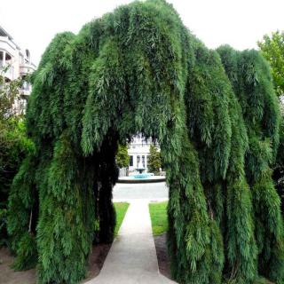 Sequoiadendron giganteum 'Pendulum' - Csüngő hajtású óriás mamutfenyő