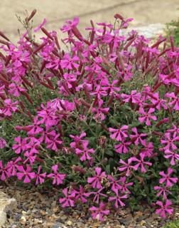 Silene schafta 'Rose' – Őszi habszegfű