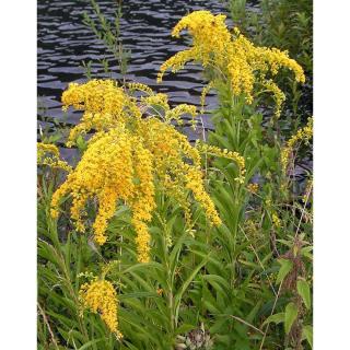 Solidago 'Goldzwerg' – Aranyvessző