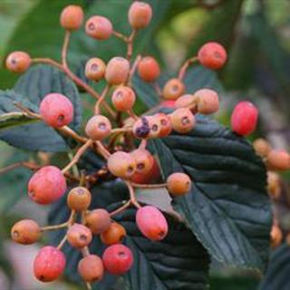 Sorbus alnifolia 'Red Bird' – Égerlevelű berkenye